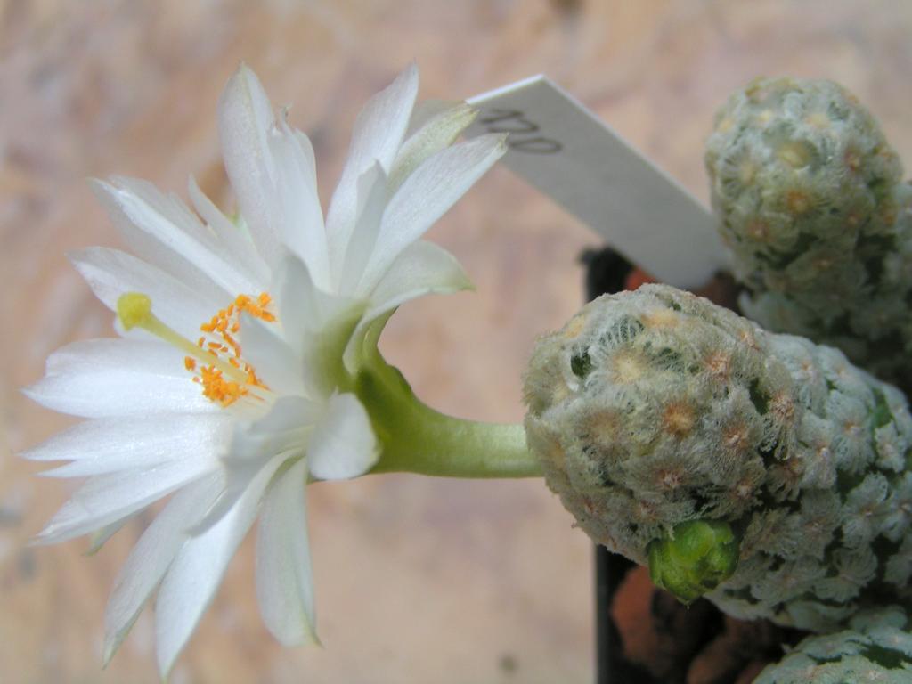 Mammillaria theresae albiflora